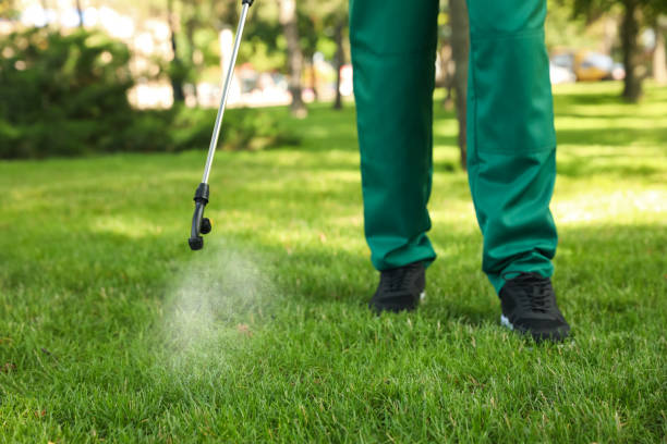Wasp Removal Services in Waukegan, IL