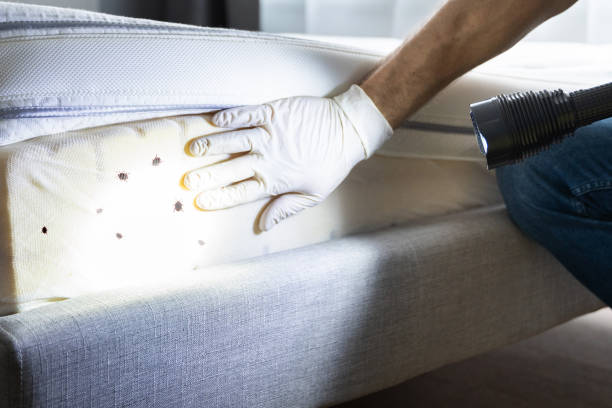 Best Local Pest Control Services  in Waukegan, IL